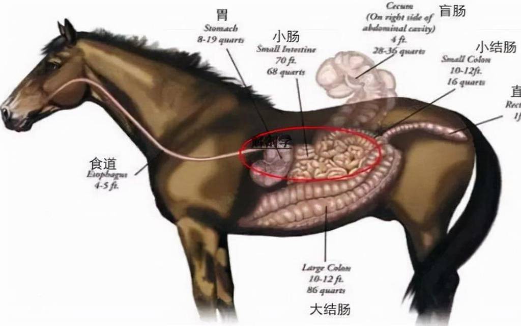 梦见马在吃肉,梦见大块分割生马肉