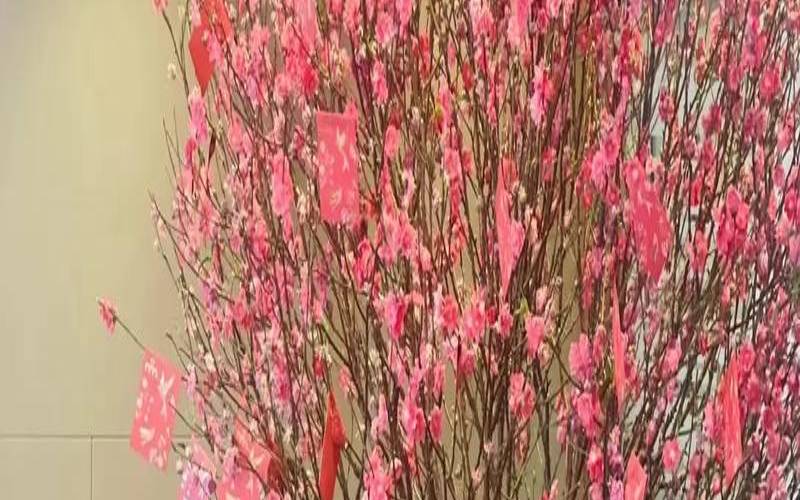 桃花灯是什么（卧室放什么花旺桃花运）