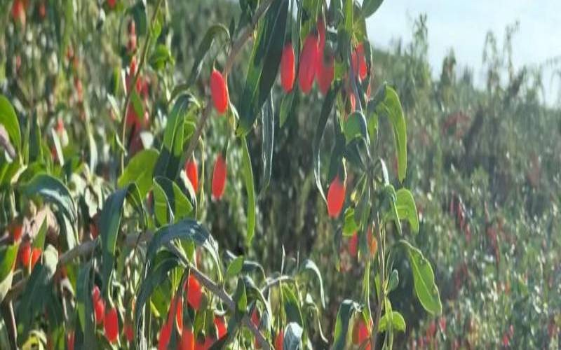 在家里怎么种枸杞（如何在家阳台种植枸杞）