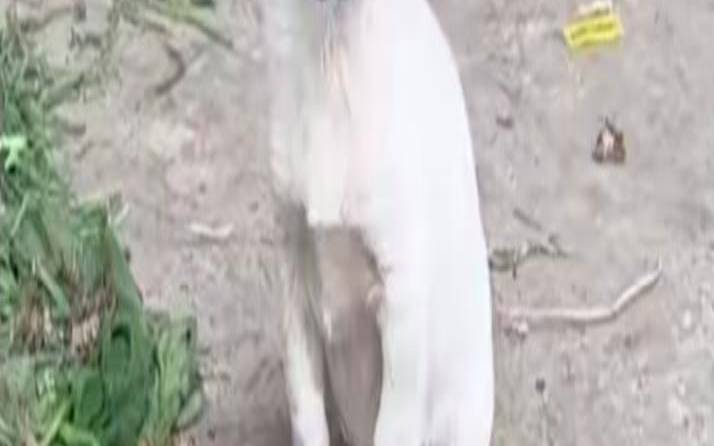 梦到白狗和我特别的好,女人梦见黑白狗是吉兆 梦到白狗和我特别的好,女人梦见黑白狗是吉兆