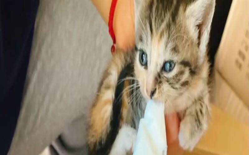 梦见给饿了么小猫喂食,梦见猫饿了向我要吃的