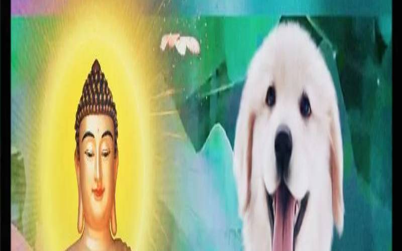 属狗终身佩戴什么,属狗人一生佩戴什么好