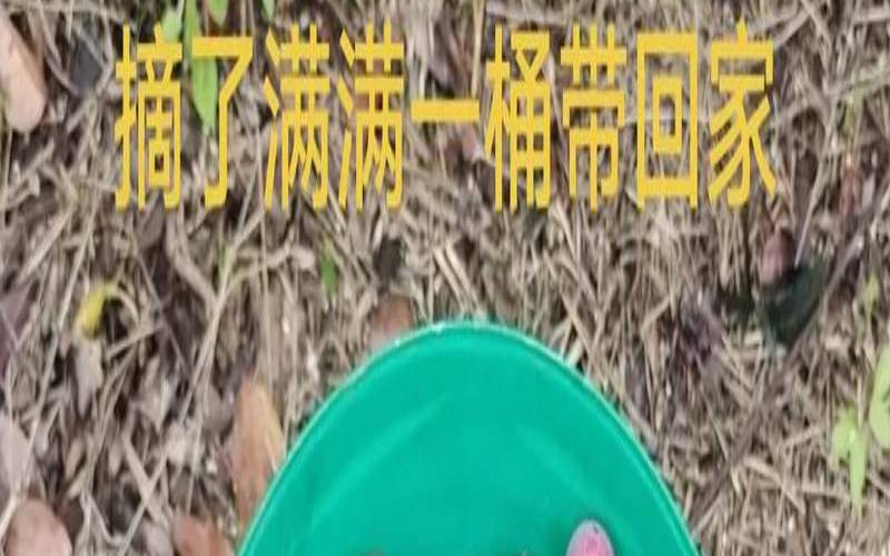 梦见摘了一个李子吃,女人梦到摘成熟的李子吃