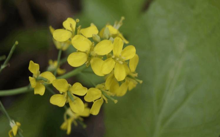 梦见遍地菜花什么意思,梦到遍地是水