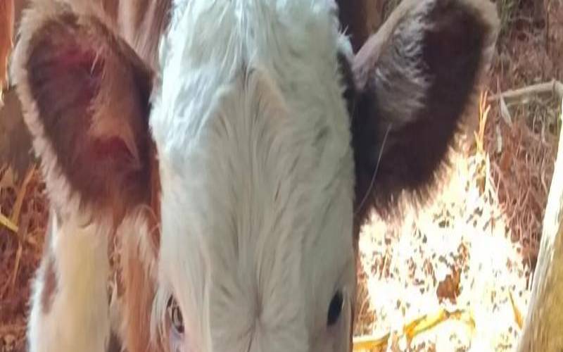 2021年正月13日的牛宝宝（新生儿五行缺什么）