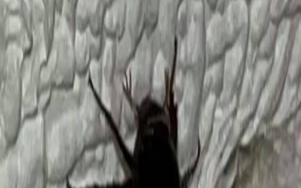 梦见一堆虫子到处都是（梦见虫子是什么意思）