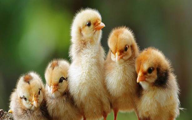 梦见一群小鸡跑进家里（梦见屋里有好多小鸡仔）