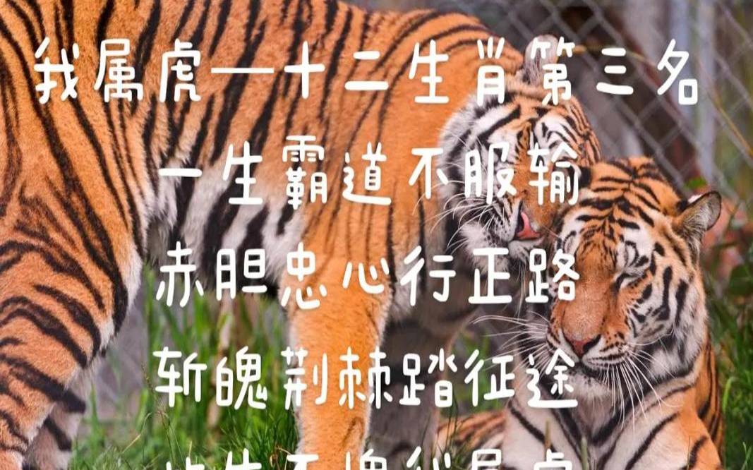 属虎人对待感情的方式（属虎男变心的表现）