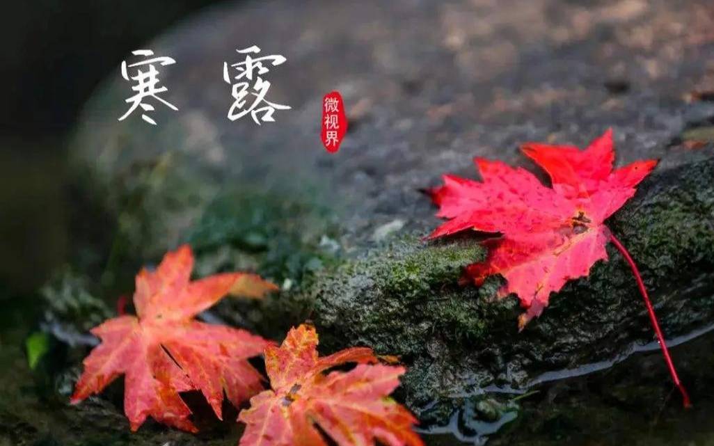 2021年寒露放假吗（白露节气吃什么）