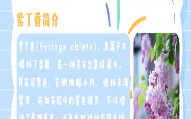 紫丁香花花的花语（紫丁香有什么寓意）