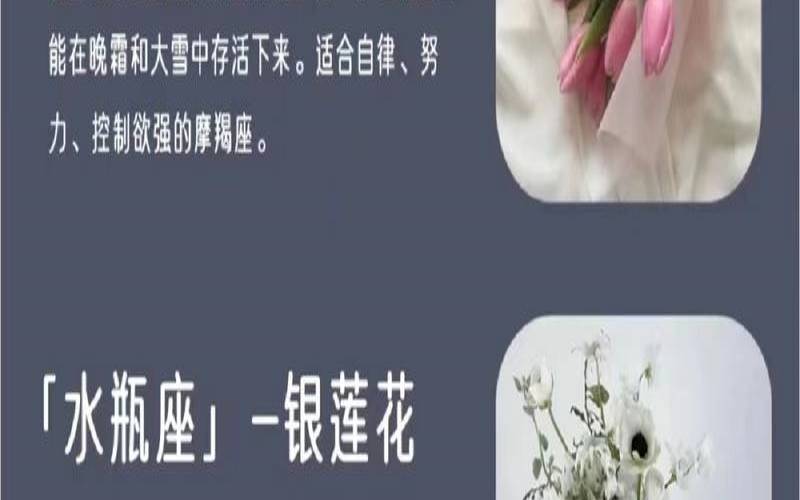 双子座的花语是什么（摩羯座的花语）
