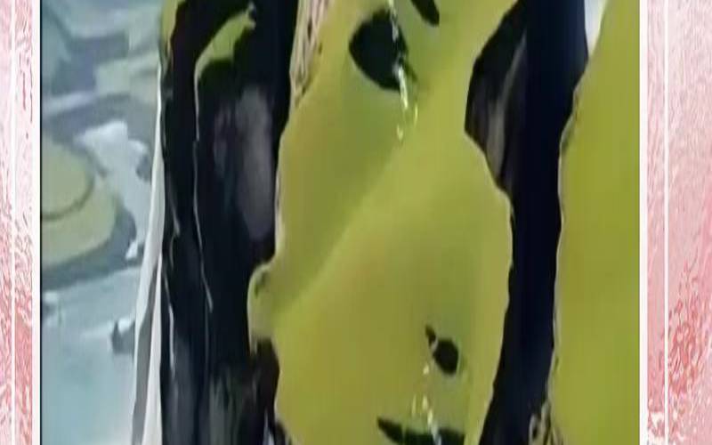 测测别人眼中的你有多傻（测测你的上当指数有多高）