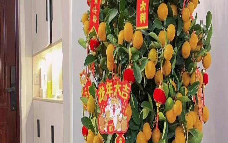 家里摆放什么花招财又旺宅（家里摆放什么花最招财）