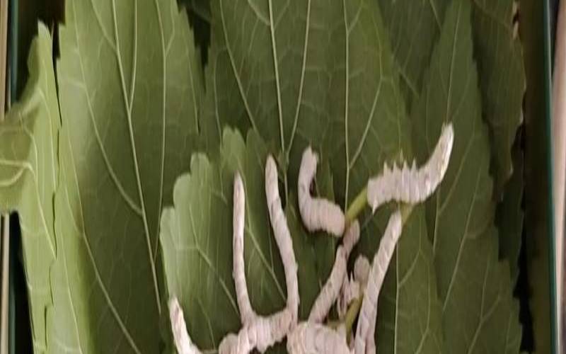 梦见蚕娥（梦见蚕娥产卵）