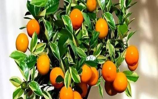 家里种植什么植物旺财（养人又旺财的4种花）