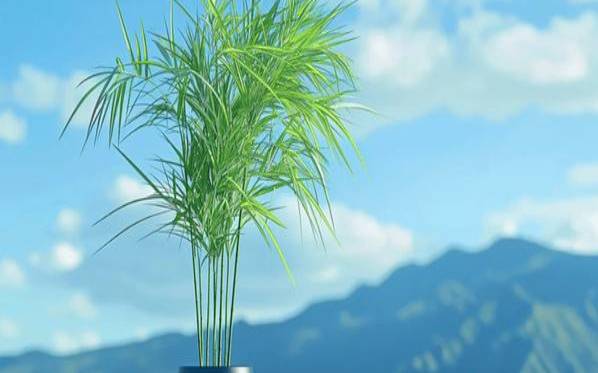 旺桃花的风水摆件（家里放什么花可以招桃花运）