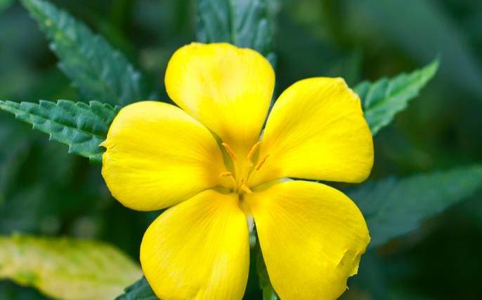 3月21日诞生花（9月8日生日花）