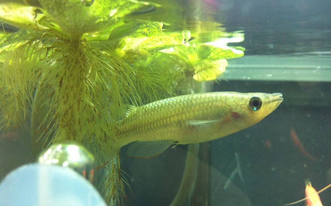 静电鱼占星微博（食蚊鱼好养活吗）