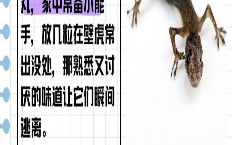 壁虎进了家里是好的征兆吗（壁虎怎么赶走）
