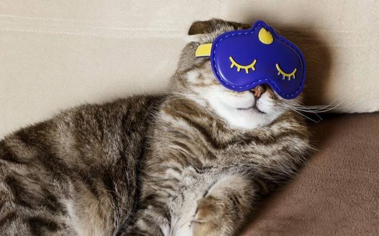 梦见抱着猫（梦见抱着猫在怀里）