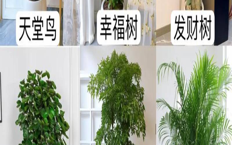 客厅里放哪些植物好风水（客厅摆什么绿植好看又好养）
