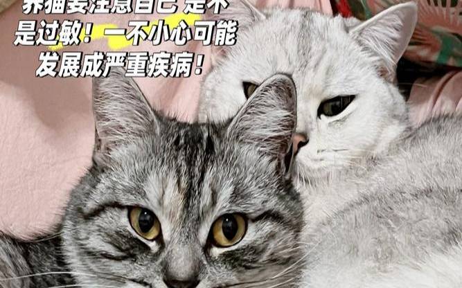 梦见猫是不是不好的预兆（家中死猫是什么预兆）