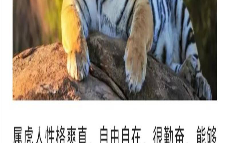 属虎人的优点（属虎人的优点和缺点）