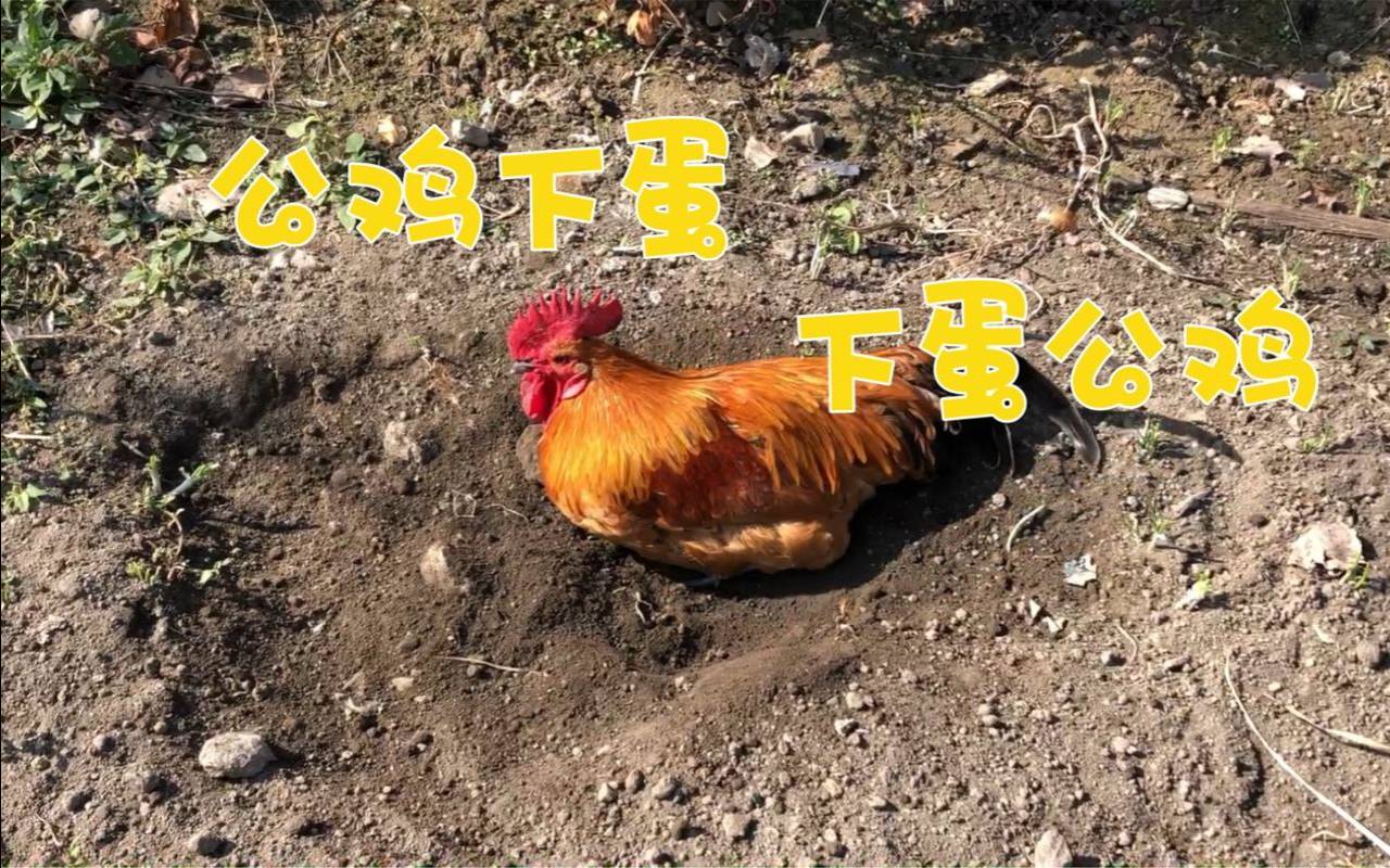 梦到鸡下蛋了什么意思（40多岁女人梦见鸡下蛋）
