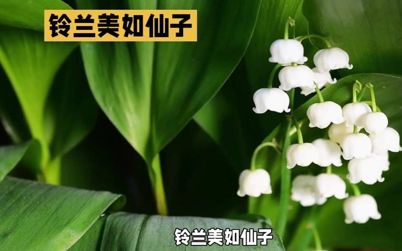 铃兰一周塔罗情感运势（5.15-5.21）（铃兰最强的一届）