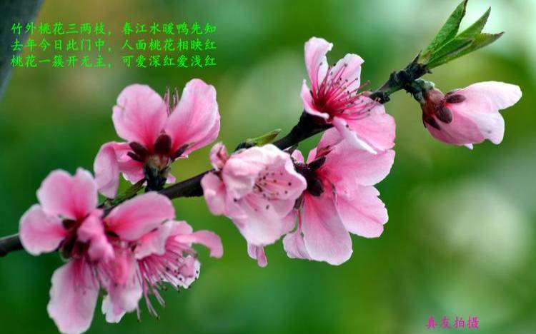 梦见茶花和桃花（中年女人梦见茶花的财运）