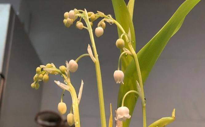 铃兰一周塔罗事业运势（5.8-5.14）（铃兰是哪个星座的幸运花）