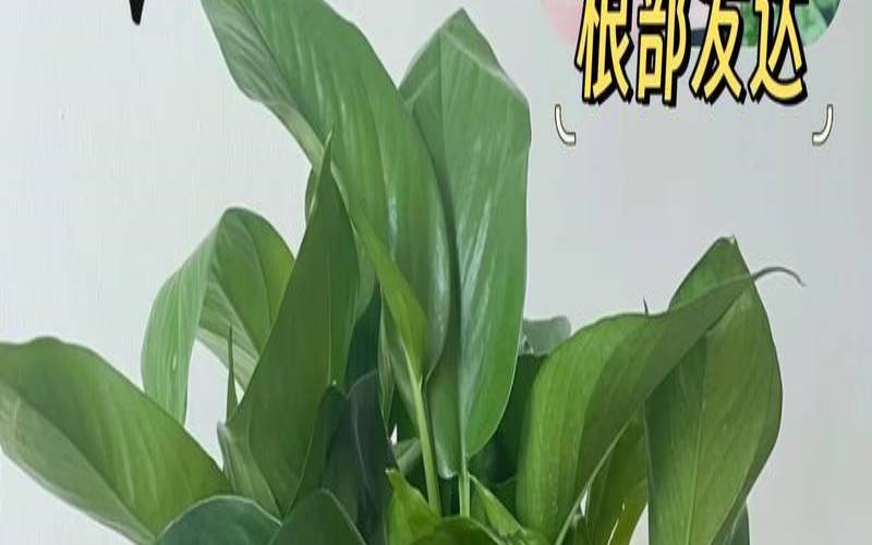绿萝对家居风水好不好(绿萝怎么摆放最旺财)
