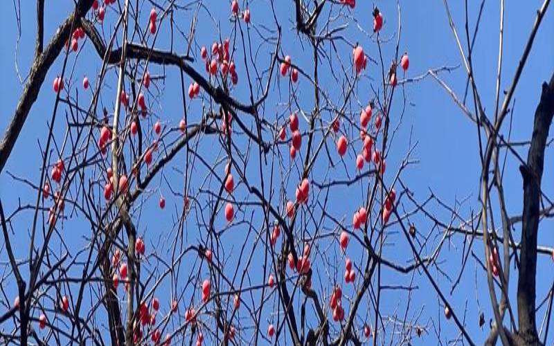 梦见吃柿子是什么意思（女人梦见吃柿子是吉兆）