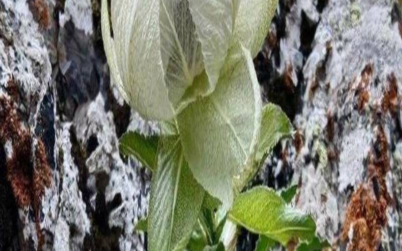 棺材里长莲花（雪莲根的图片大全）