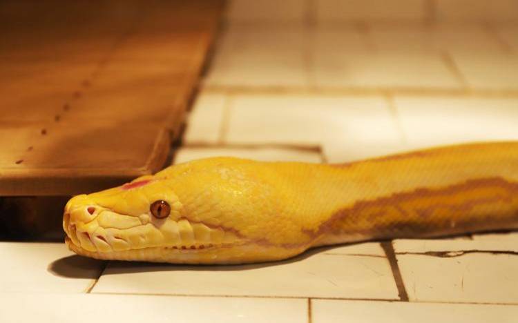 梦见打死蛇预示着什么（女人梦见打蛇头是吉兆吗）