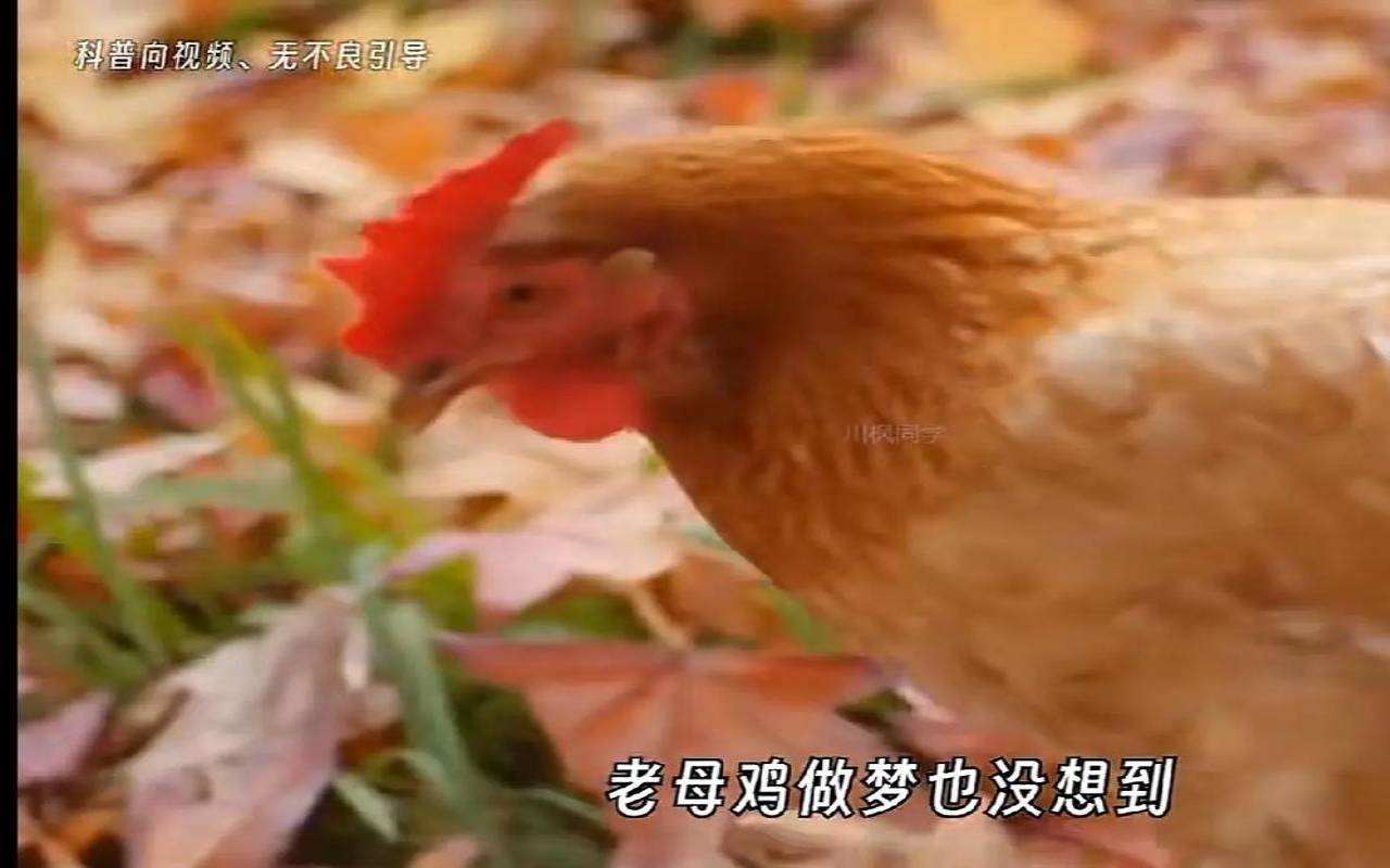 梦见别人家养很多鸡好不好（梦见家里养了几只鸡）