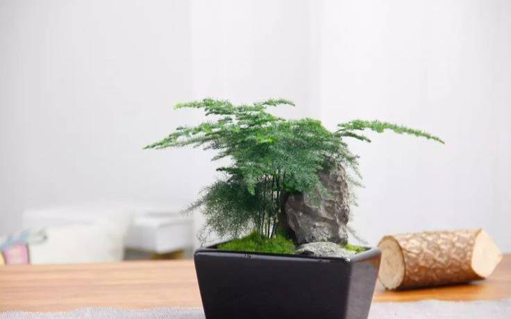风水开窗最喜见什么植物（阳台风水三宜六忌）