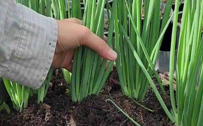 女人梦见小葱是吉兆发财（中年女人梦见小葱财运好吗）