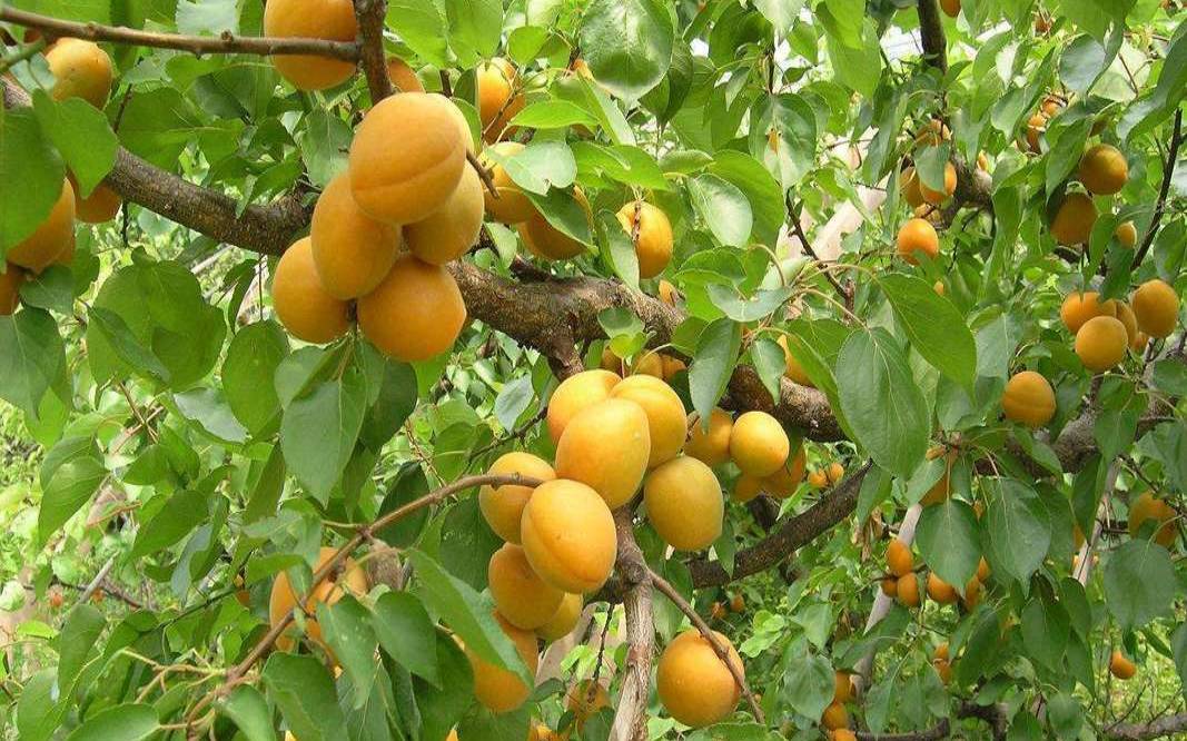 梦见杏树上面结满杏（女人梦见满树绿杏）