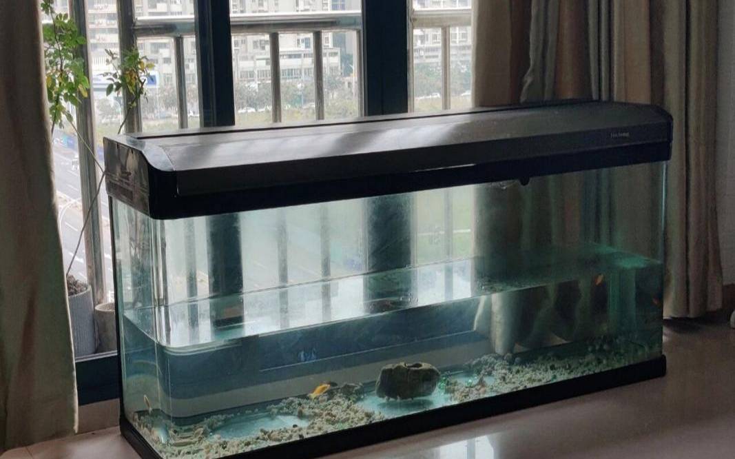 鱼缸放东墙还是西墙（鱼缸靠东墙好吗）