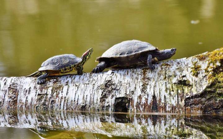 梦见捡乌龟周公解梦（梦见捡到乌龟周公解梦）