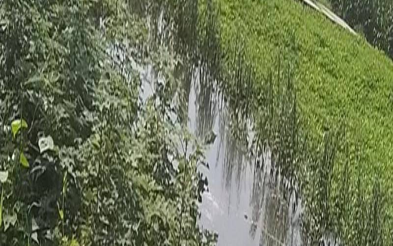 梦到灌溉是什么意思（梦见地里灌溉好多水）