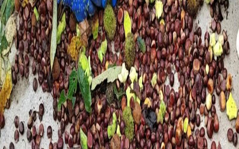 昨晚梦见捡板栗是什么预兆(梦见栗子是胎梦吗)