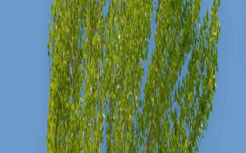 梦见白杨(梦见白杨树又高又直)