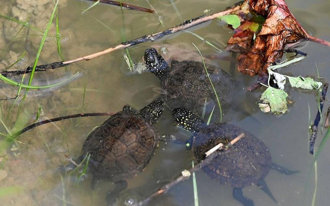 梦到乌龟在水里游泳(梦见好乌龟在水里游来游去)