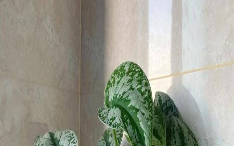 书房放什么绿植风水好（卫生间什么植物旺风水）
