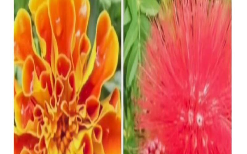 选择一朵花心理测试（测试你擅长哪门学科）