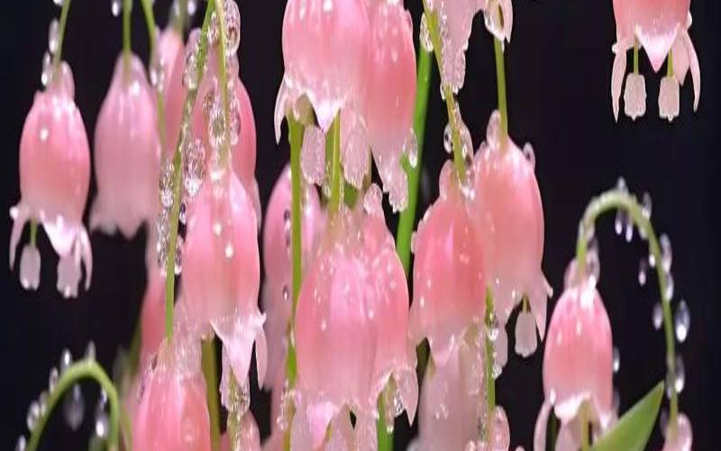 铃兰一周塔罗感情运势 （1.7-1.13）（铃兰是哪个星座的幸运花）