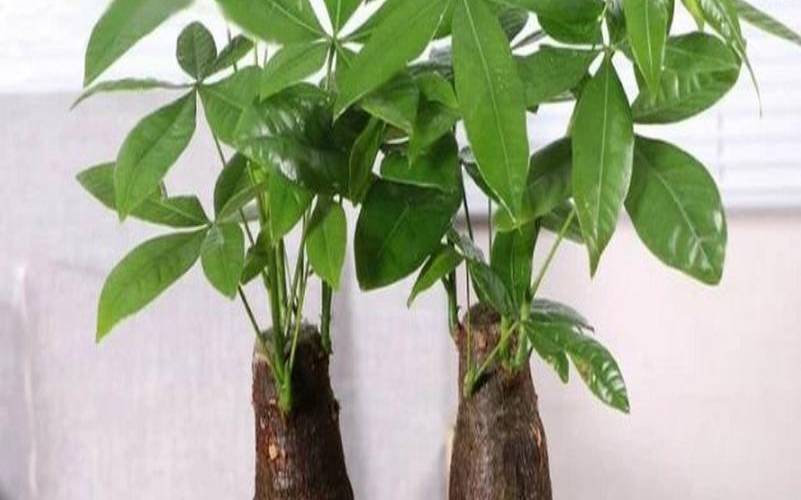 属狗养什么植物旺财转运（属虎家里养什么植物旺财）