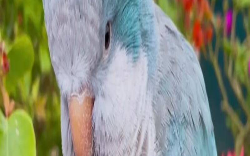 什么生肖不适合养什么动物（养鸟的正确方法）